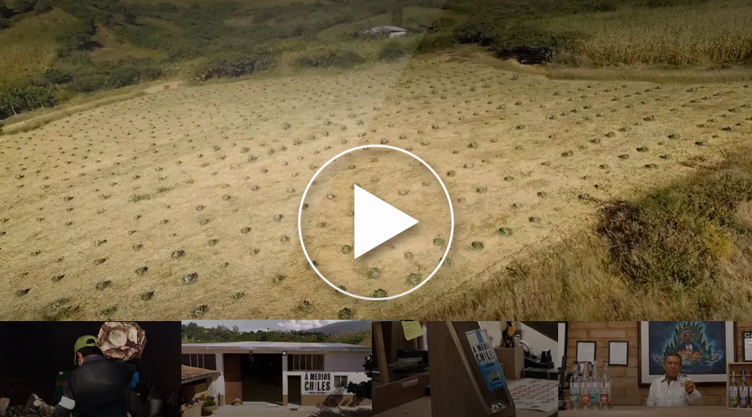 Miniatura de video de Mezcal Medios Chiles